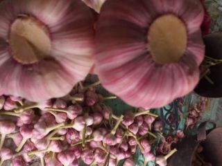 We are selling first class garlic from Egypt with