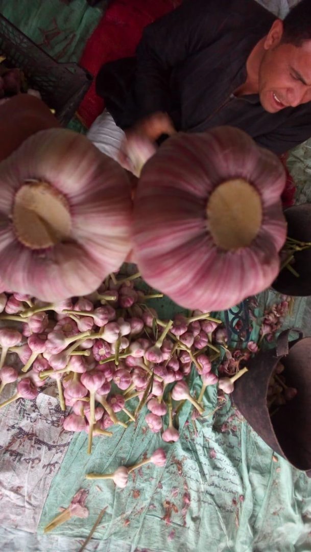 We are selling first class garlic from Egypt with various quantities in 10 kg packing, Container Capacity of 25 tons for 40 feet container