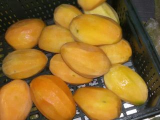 Sprzedajemy najwyższej jakości mango z Egiptu w różnych ilościach
