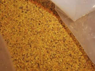 Helix snail sale rough all kinds of snails and