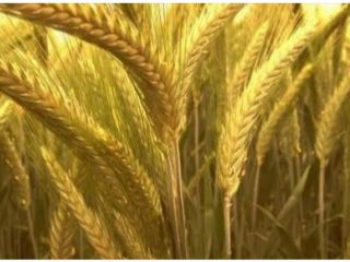 I will sell triticale 12 tons PLN 600 and