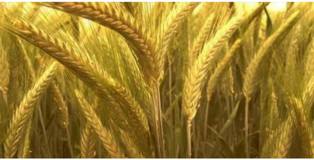 I will sell triticale 12 tons PLN 600 and barley 7 tons PLN 620 and Bales 200 pcs PLN 100 I encourage you to contact me grains are nice