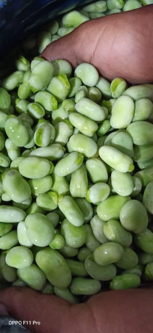 We are selling first class broad beans from Egypt with various quantities in different packaging in 40 feet Container of 25 tons capacity