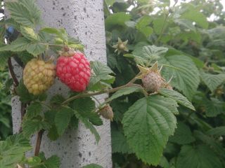 I will sell raspberries glen