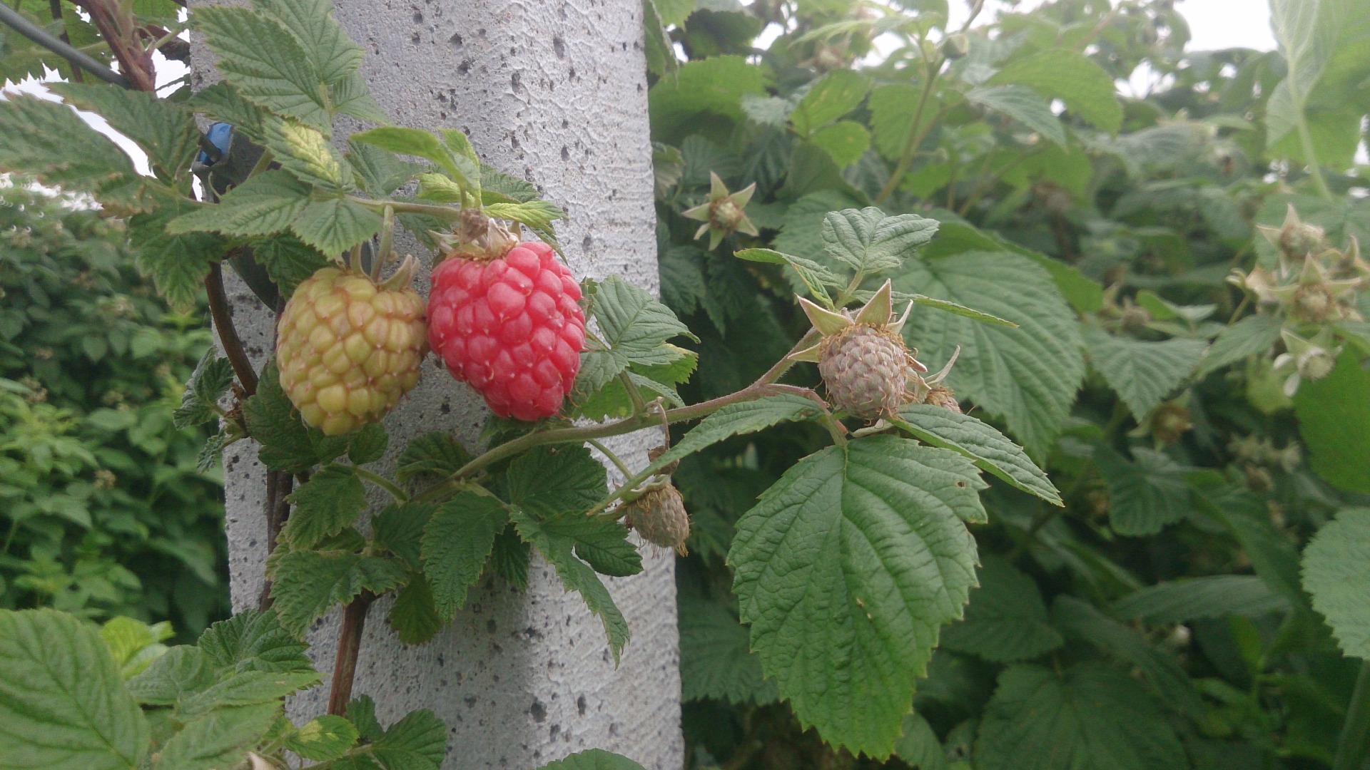 I will sell raspberries glen