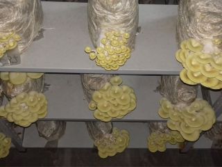 We produce exclusively organic products. - Shiitake Mushrooms -