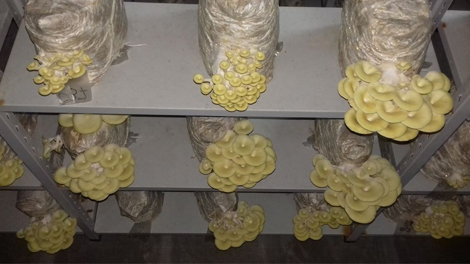 We produce exclusively organic products