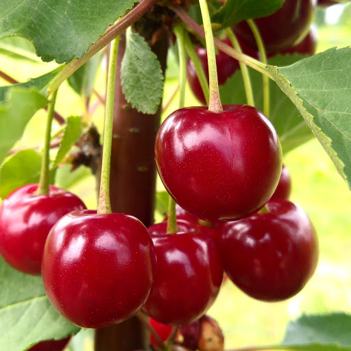 Nadwiślanka Cherry EKO Combined fruit Ask about Transport or Packaging We will provide delivery of organic fruit with a certificate up to 30 tonnes for 4 days