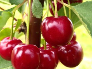Nadwiślanka Cherry from a Certified Fruit Plantation from the