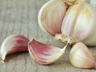 Best price of fresh natural garlic - New crop,