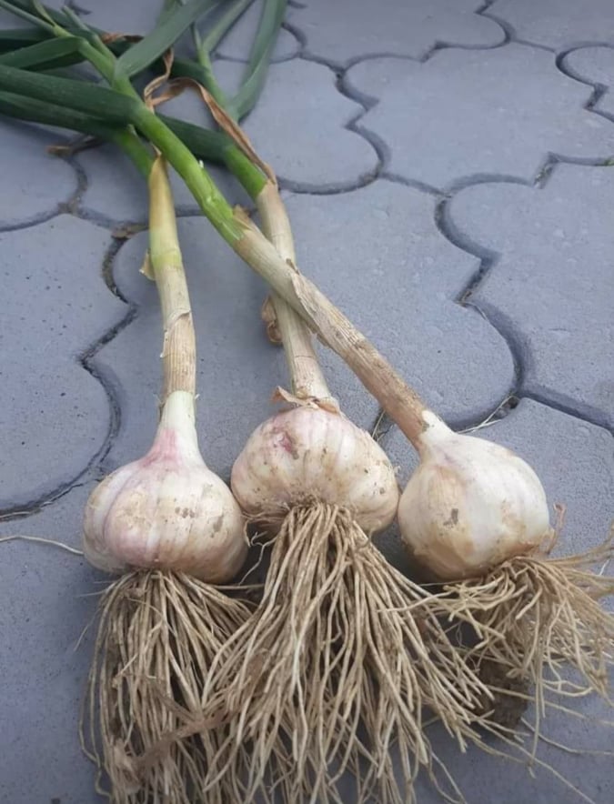 Hello, I will sell freshly dug POLISH HARNAŚ garlic