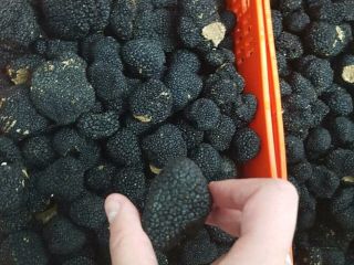 Hello, we have fresh spanish summer truffles for sale.