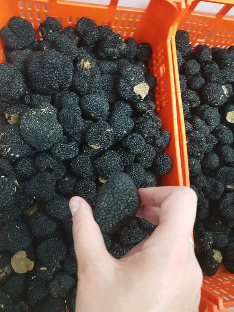 Hello, we have fresh spanish summer truffles for sale