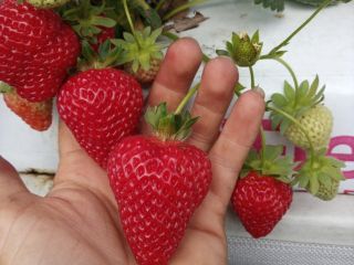 Hello, I sell strawberry dessert variety SanAndreas wholesale quantities.