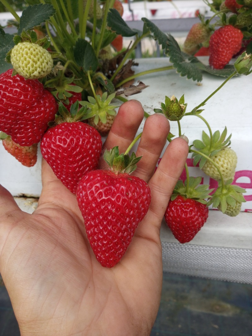 Hello, I sell strawberry dessert variety SanAndreas wholesale quantities
