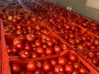 I sell tomatoes wholesale.