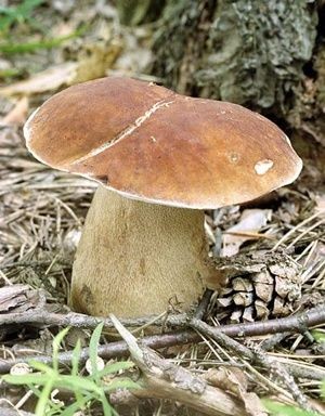 I sell fresh porcini mushrooms daily, from 100kg