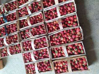 I will sell fresh, tasty strawberries, rumba variety, about