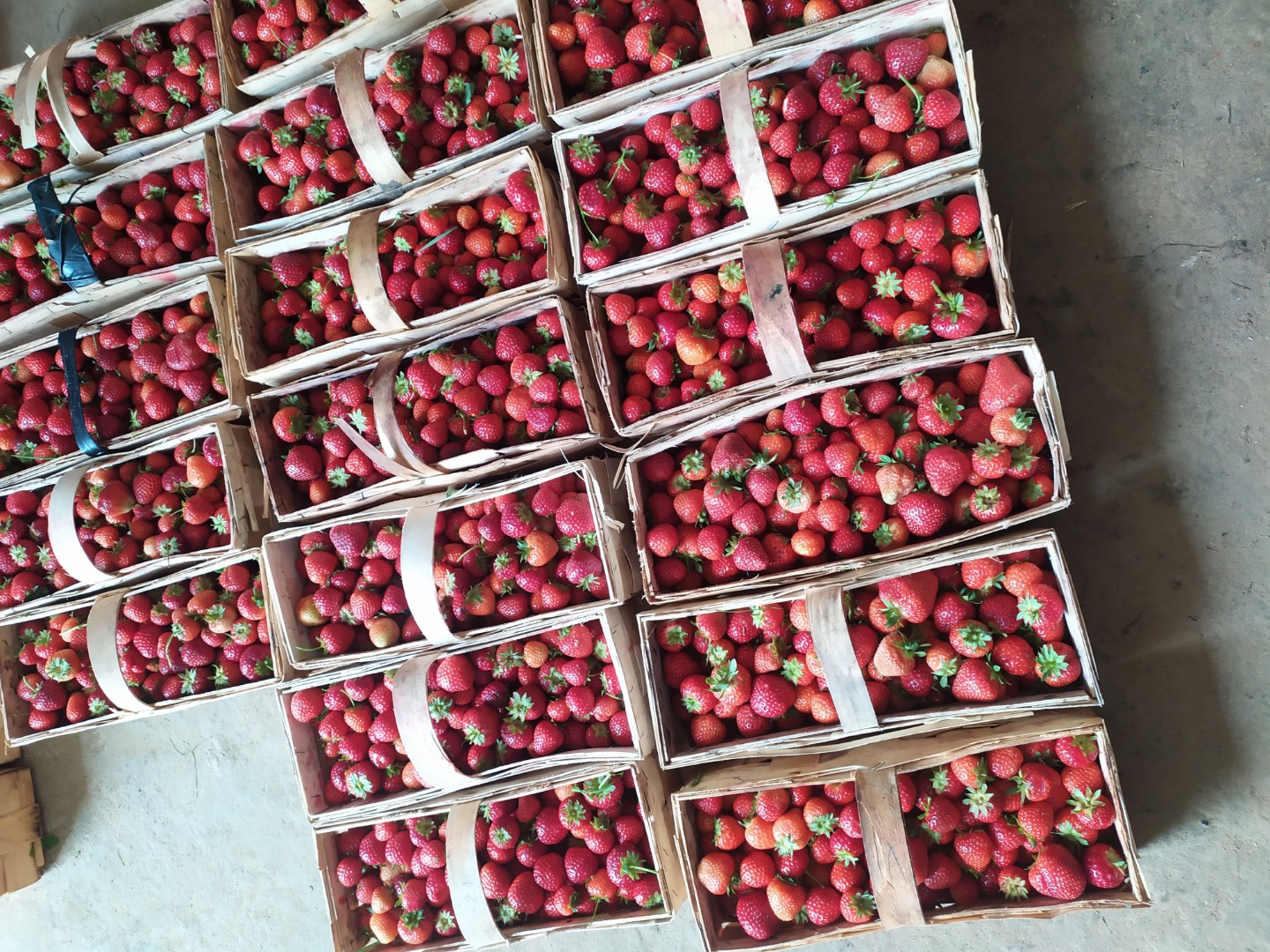 I will sell fresh, tasty strawberries, rumba variety, about 50 kg