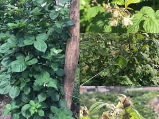 I sell raspberries and blackberries. Laszka raspberry variety and