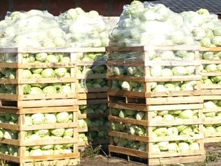 I will sell young white cabbage, trucks. Pure without