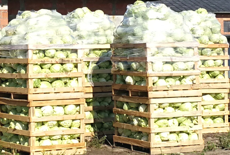 I will sell young white cabbage, trucks