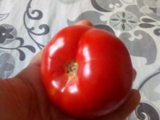 I'm selling solarium tomatoes