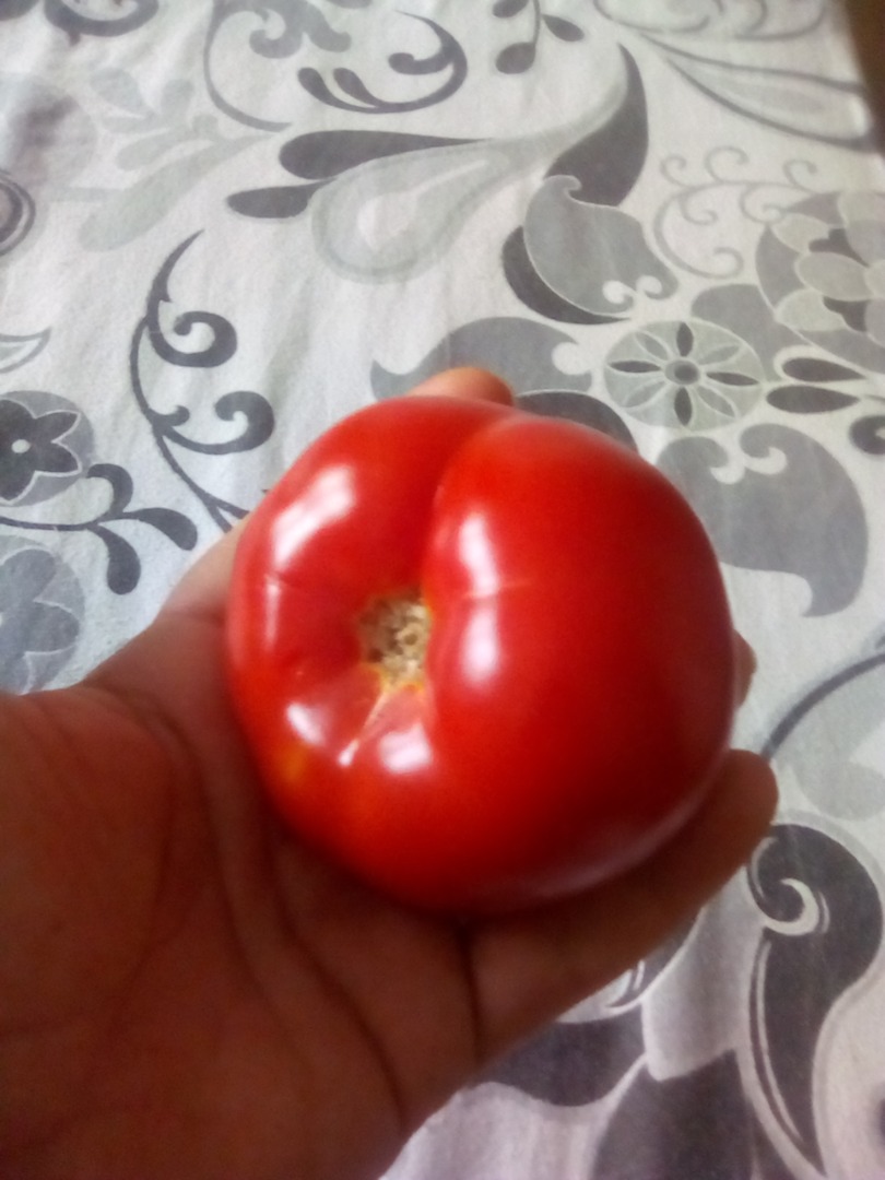 I'm selling solarium tomatoes