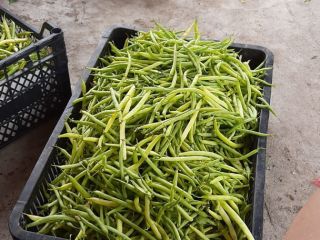 Pea beans grown in the field, organic, without herbicides
