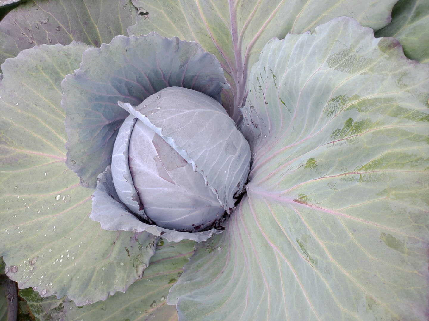 Beautiful, healthy young red cabbage