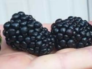Blackberries for sale (original) well-known Thonfree variety The fruits