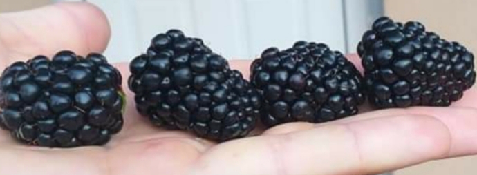 Blackberries for sale (original) well-known Thonfree variety The fruits are a delight on your tongue, they are super tasty, fragrant and have a special