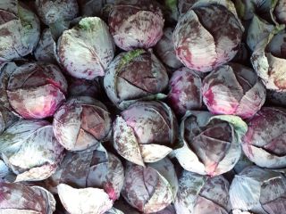Red cabbage for sale, clean, Romanian quality. 1, 8,