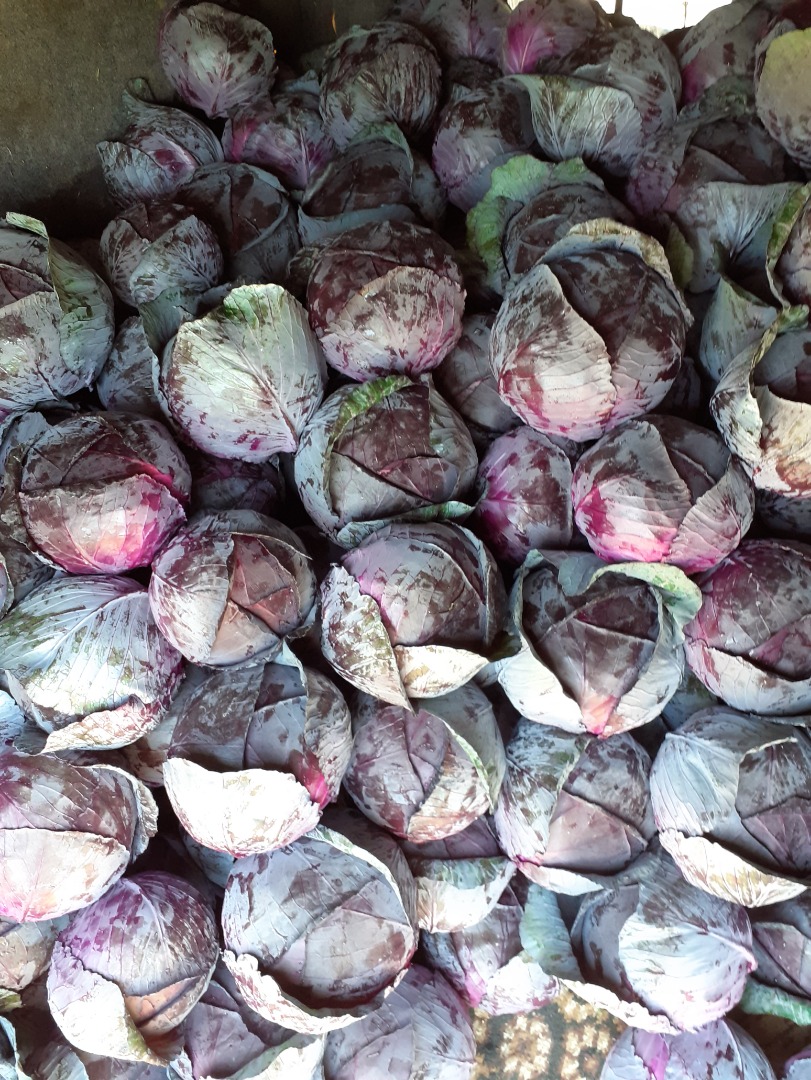 Red cabbage for sale, clean, Romanian quality