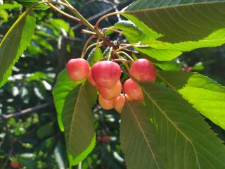 I will sell white cherries.