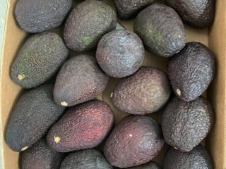 Avocado HASS for sale retail / wholesale. Possible delivery