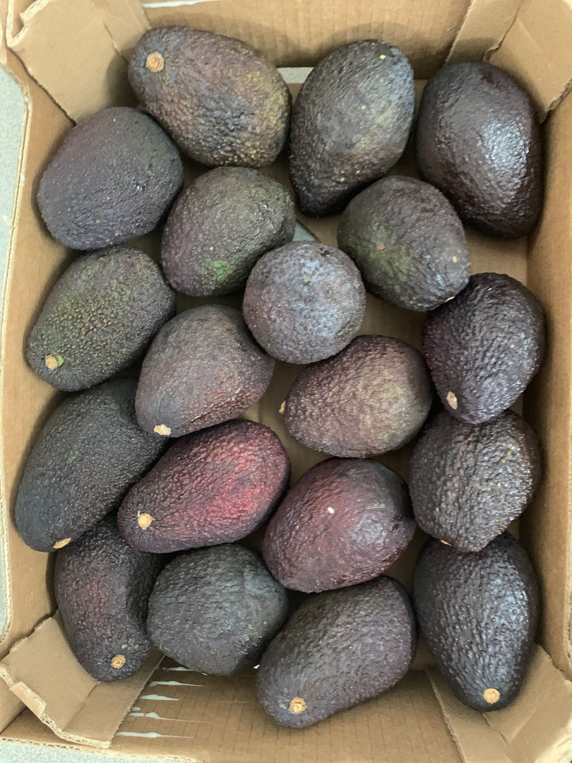 Avocado HASS for sale retail / wholesale