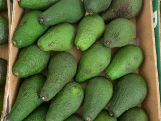 Avocados Zielone for sale retail / wholesale. Possible delivery