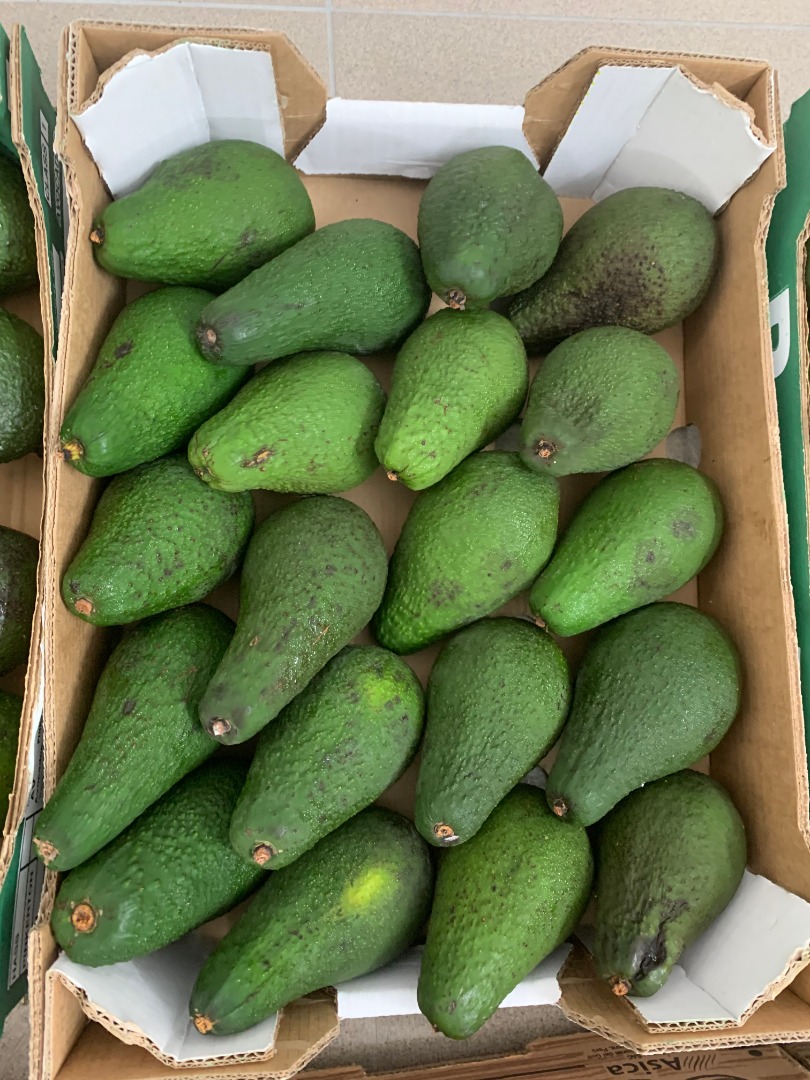 Avocados Zielone for sale retail / wholesale