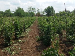 I sell blackberries 50-100 kg every 48 hours, in