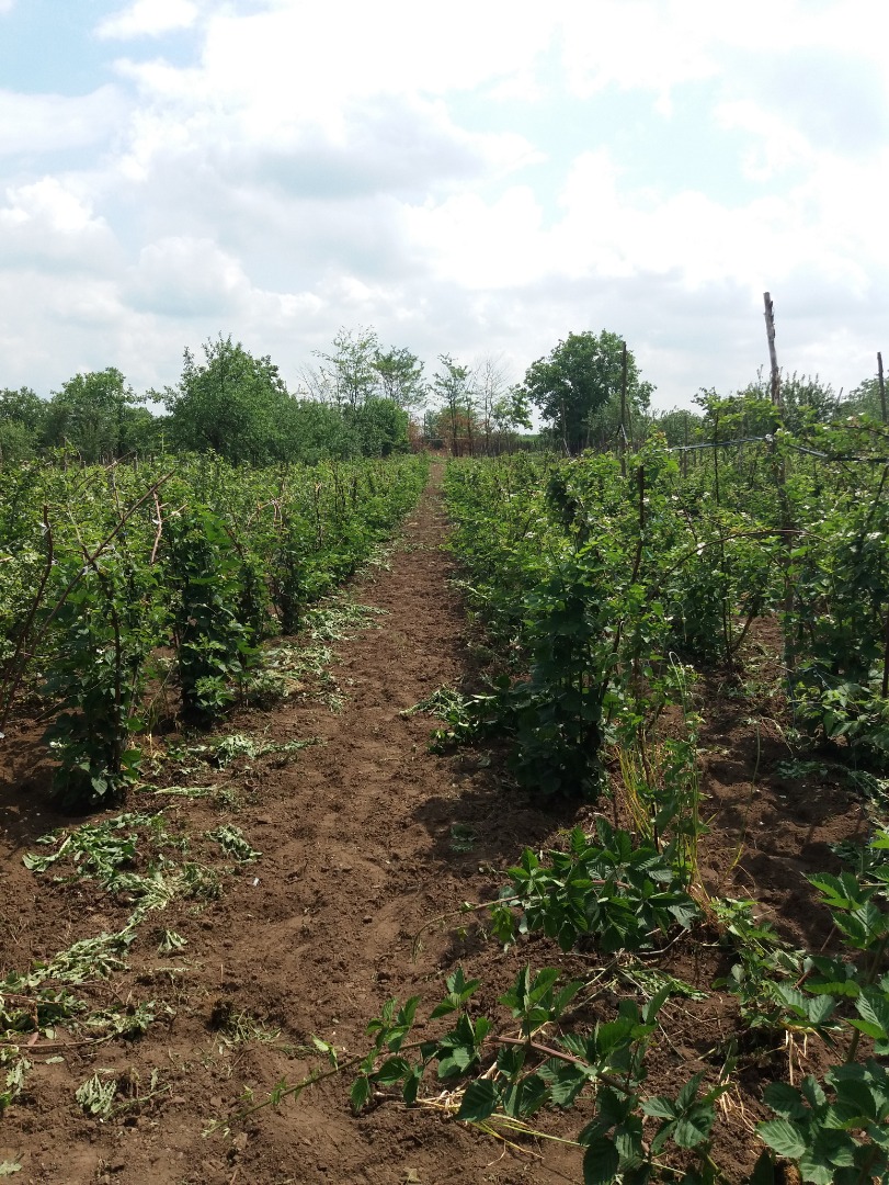 I sell blackberries 50-100 kg every 48 hours, in Galati county, Liești commune