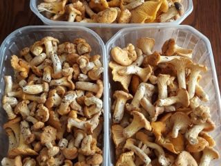 I will sell fresh mushrooms at the moment. It