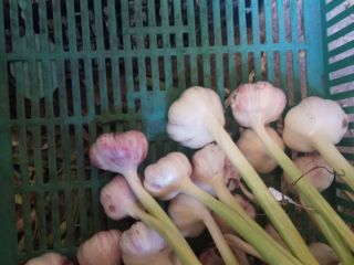 Hello, I have to sell large quantities of winter