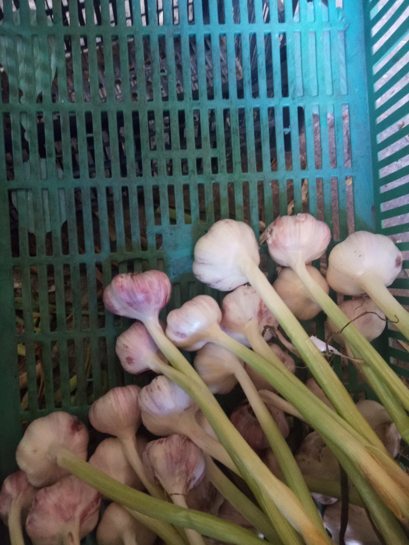 Hello, I have to sell large quantities of winter garlic harnaś variety