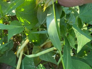 Ileana green beans Romanian product