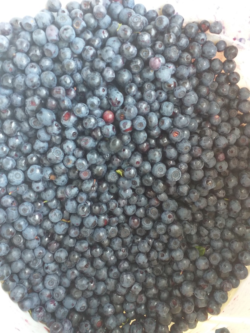 I am looking for a recipient of a forest berry