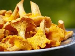 Chanterelles for sale. Fresh and ecological product.