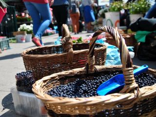 I will sell hand-picked blueberry, PLN 19 per kg