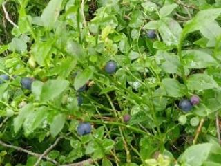 I will sell fresh blueberry, PLN 17 / kg