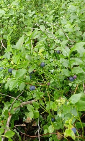 I will sell fresh blueberry, PLN 17 / kg